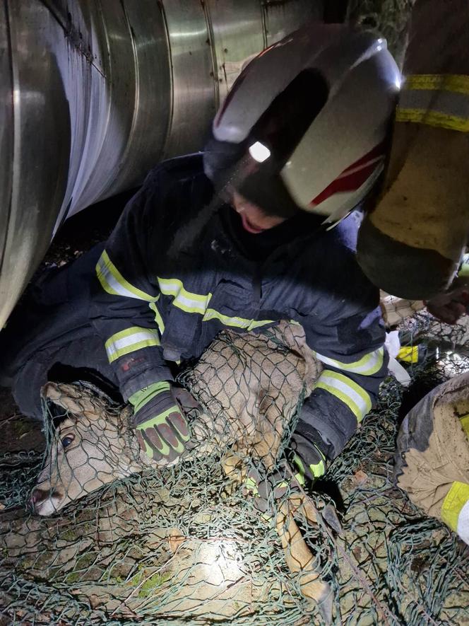 Strażacy z Katowic uratowali sarny z korytarzy elektrociepłowni