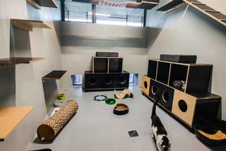 Podopieczni szczecińskiego schroniska już w nowym miejscu