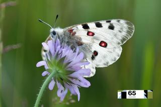 Motyl niepylak apollo to w Polsce rzadkość. Niektóre z nich mają nawet swoje numery