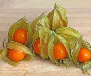 Miechunka peruwiańska