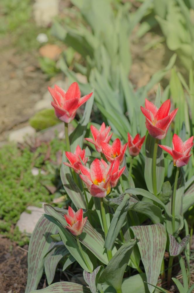 Grupy tulipanów