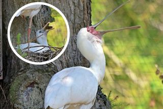 Gdańskie ZOO powitało nowe pisklęta! Warzęchy czerwonolice skradną Twoje serce