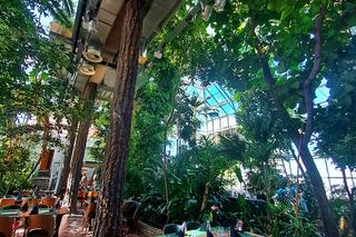 Największy daktylowiec kanaryjski w Polsce