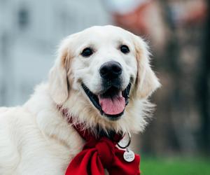 Golden retrievery grają dla WOŚP