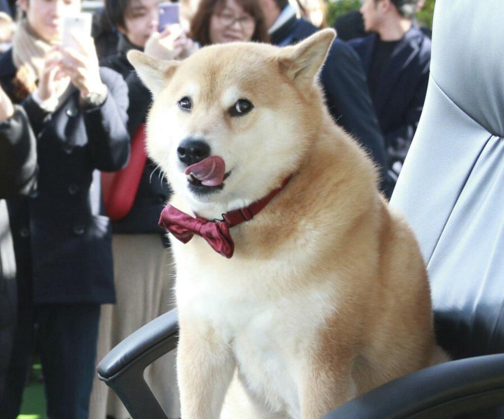 Shiba Inu