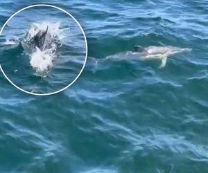 Delfiny w Bałtyku w Zatoce Gdańskiej! Ten film zdumiewa