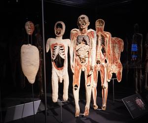 Wystawa z ludzkiego ciała. Body Worlds powróciła do Gdańska po 5 latach 