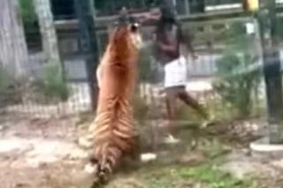  kobieta wskoczyła na wybieg tygrysa w NJ