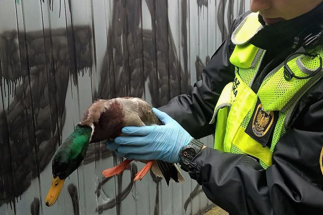 EKO Patrol uratował ranną kaczkę. Była bezsilna i wycieńczona [ZDJĘCIA]