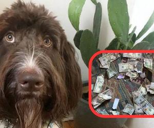 Pies pogryzł i zjadł tysiące dolarów! Sporo udało się odzyskać