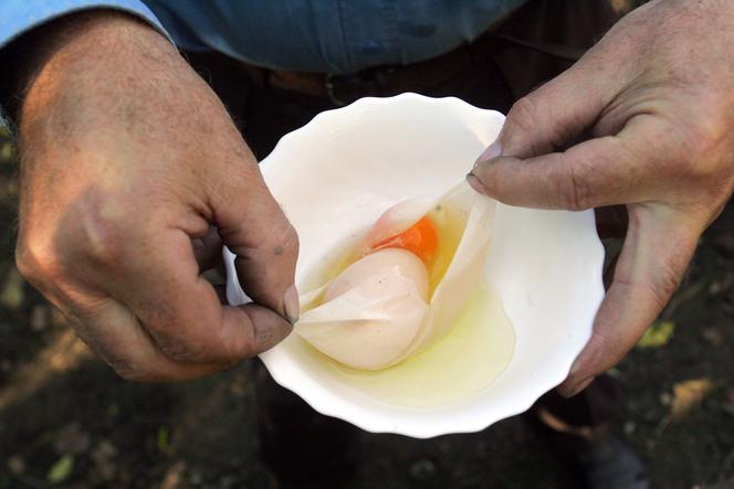 KURA PRZEPOWIADA ostrą ZIMĘ