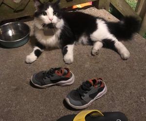 Sprytny kot okradła sąsiadów. Zabierał im... buty