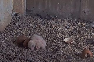 W gnieździe sokołów jest pierwszy potomek