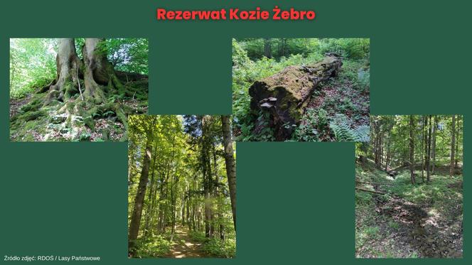 Rezerwat Kozie Żebro