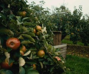 Księżna Kate jest jesieniarą! Nowy film może wzruszyć