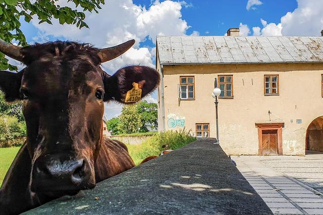 Burmistrza Wąchocka Jarosława Sameli - pasja fotografowanie