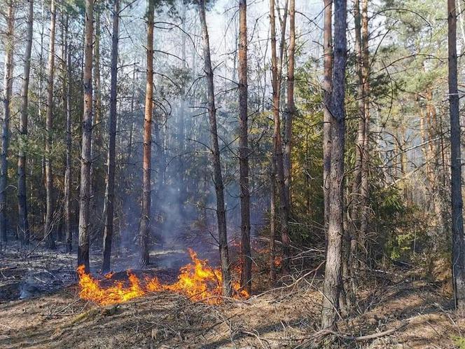 Płonął las w powiecie radomszczańskim. Ogień strawił 10 hektarów poszycia!