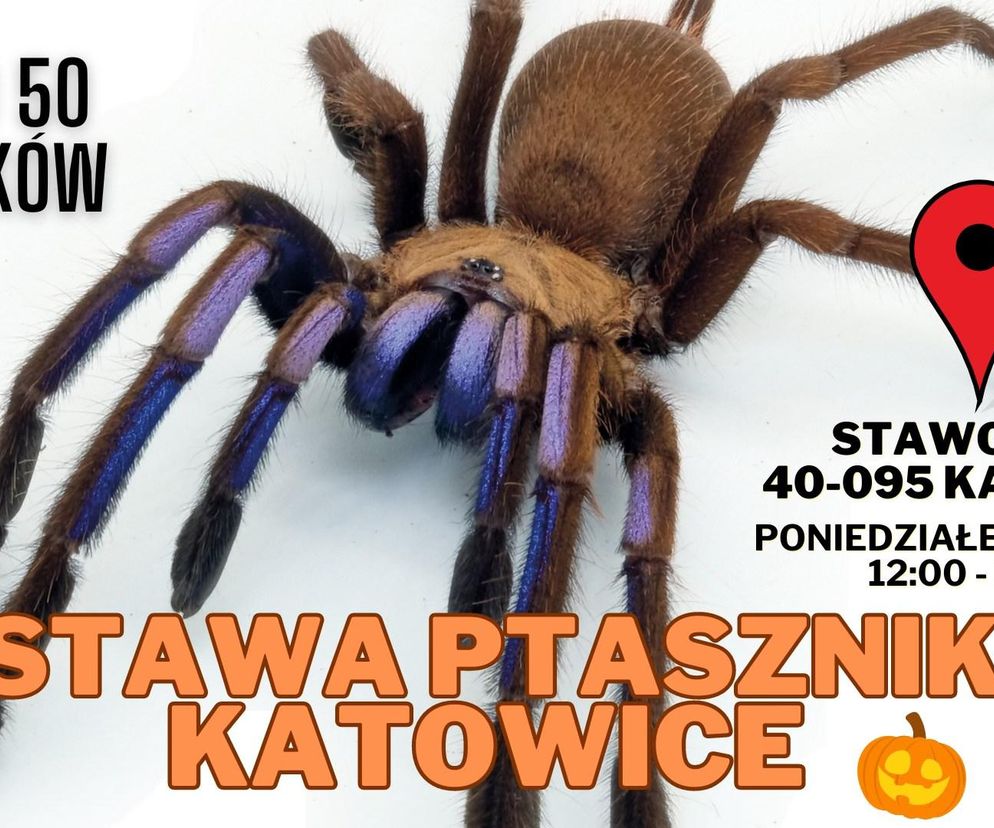 Imprezy na Halloween w Katowicach i okolicach. Propozycje dla małych i dużych