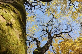Bliżyńskie Lasy Naturalne