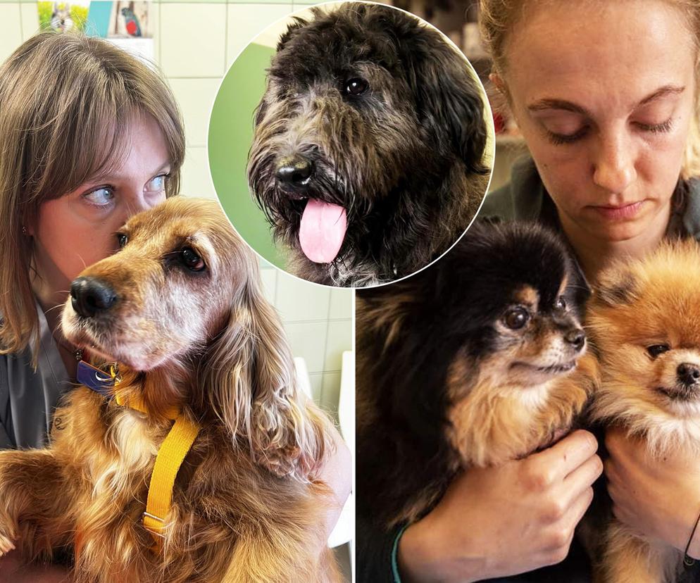 Zwierzęta z pseudohodowli na Ukrainie których nikt nie chce szukają domów w Polsce