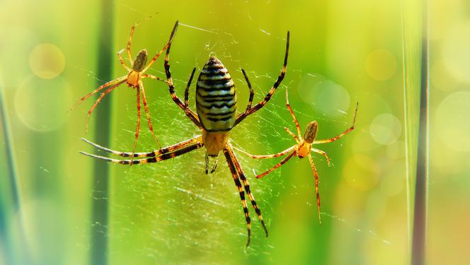 Tygrzyk paskowany - jadowity pająk w Polsce. Czy jest groźny dla człowieka?