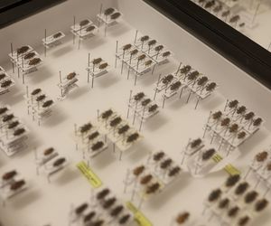 I Międzynarodowy Dzień Wymiany Owadów i Targi Entomologiczne w Bytomiu