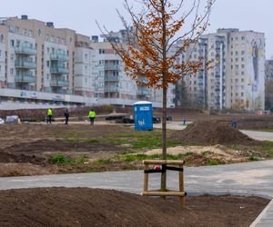 Pierwsze drzewa w parku nad obwodnicą na Ursynowie