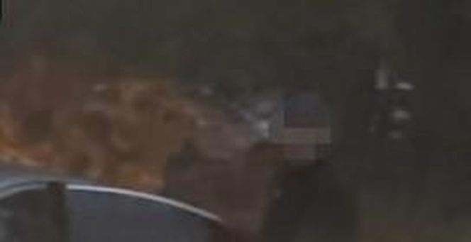 Przejechali mu psa oplem. "Zabili moją Sunię"