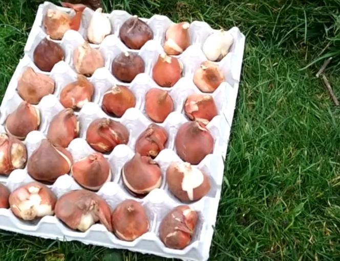 Jak sadzić tulipany w wytłaczankach po jajkach?