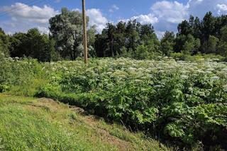 Barszcz Sosnowskiego na Warmii i Mazurach. Gdzie występuje? Na mapie ponad 200 lokalizacji!
