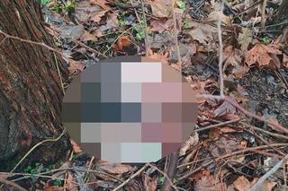 Oskórowany pies bez głowy i łap. Makabra w lesie pod Rybnikiem