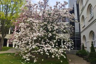 Magnolie na Dziedzińcu KUL - ponownie zachwycają swoim pięknem