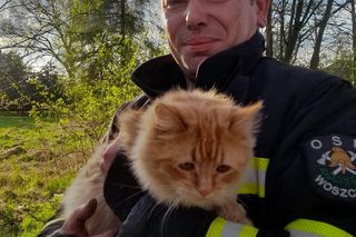 Wystraszony kotek kilkanaście metrów na ziemią