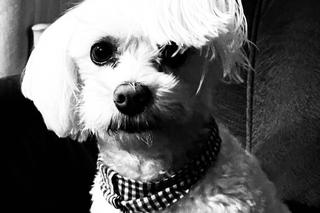 Moją Beze zagryzły psy nowych sąsiadów