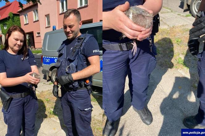 Policjanci z Braniewa uratowali ranne pisklę