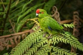 Modrolotka czerwonoczelna