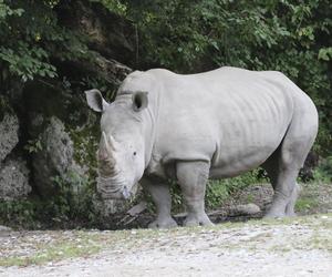 Makabra w zoo! Nosorożec przebił klatkę piersiową swojej opiekunki. 33-latka konała w męczarniach