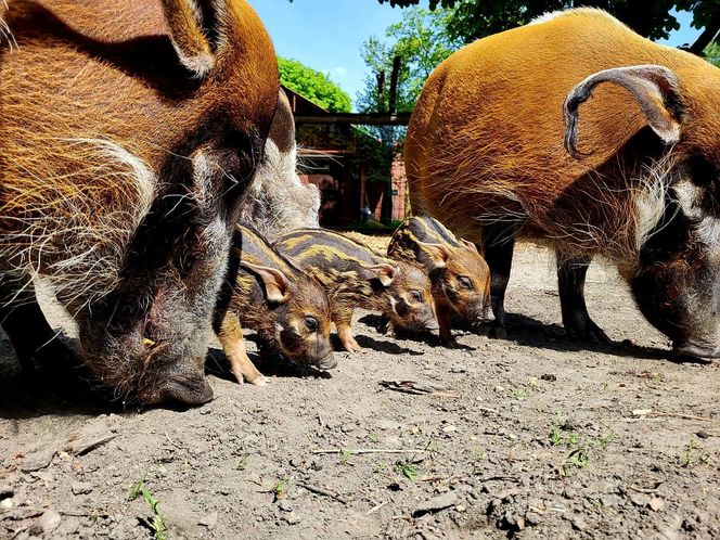 W śląskim ZOO na świat przyszły trzy świnie rzeczne