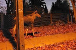 Wielkie łosie zablokowały ruch na ulicy w Warszawie
