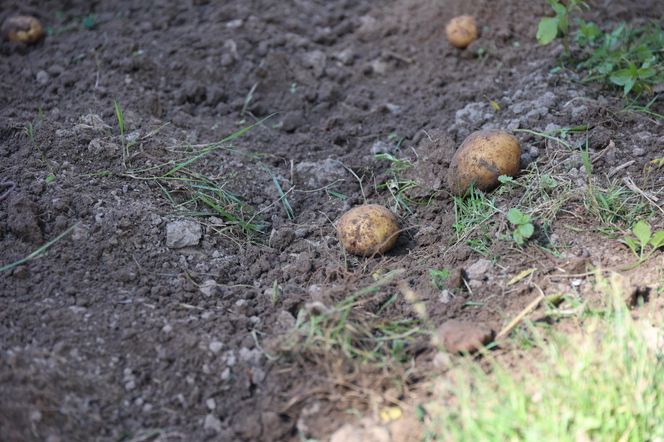 W skansenie w Lublinie pokazali, jak dawniej wyglądały wykopki kartoflane