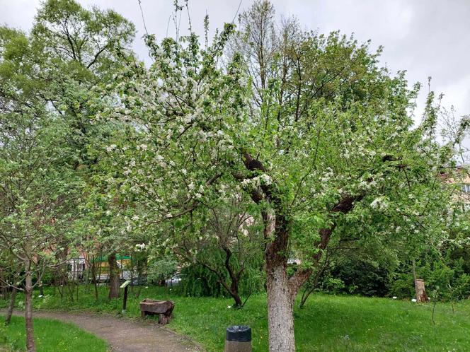 Ogród Botaniczny UKW jest jak nowy. Sprawdźcie, co się tam zmieniło!