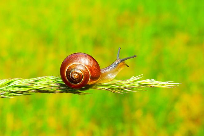 Ślimaki w ogrodzie. Co lubią jeść, jak się ich pozbyć? Zdjęcia