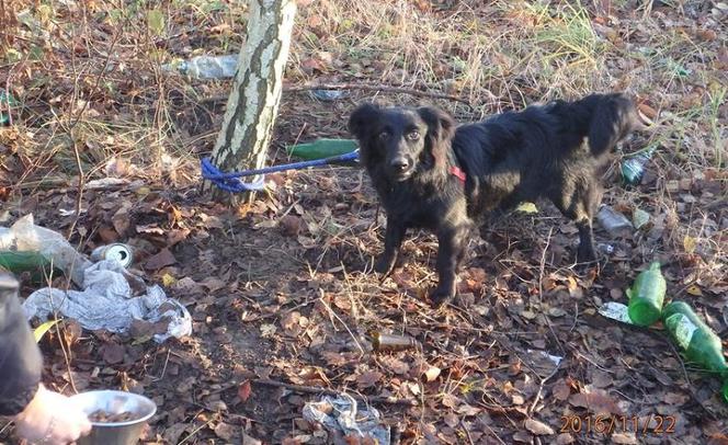 Ktoś zostawił psa przywiązanego do drzewa w lesie na Morasku