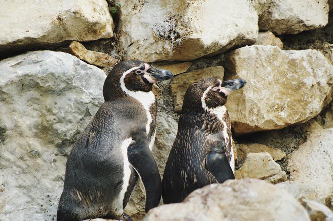 Para pingwinów gejów wysiedziała jajo! Opiekują się pisklakiem