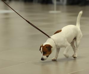 Międzynarodowa Wystawa Psów Rasowych w halach Targów Lublin