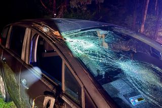 Drzewo runęło na jadący samochód! O krok od tragedii na DK 10 pod Bydgoszczą