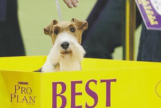 Terier zwycięzcą Westminster Kennel Club Dog Show. Oto król psów