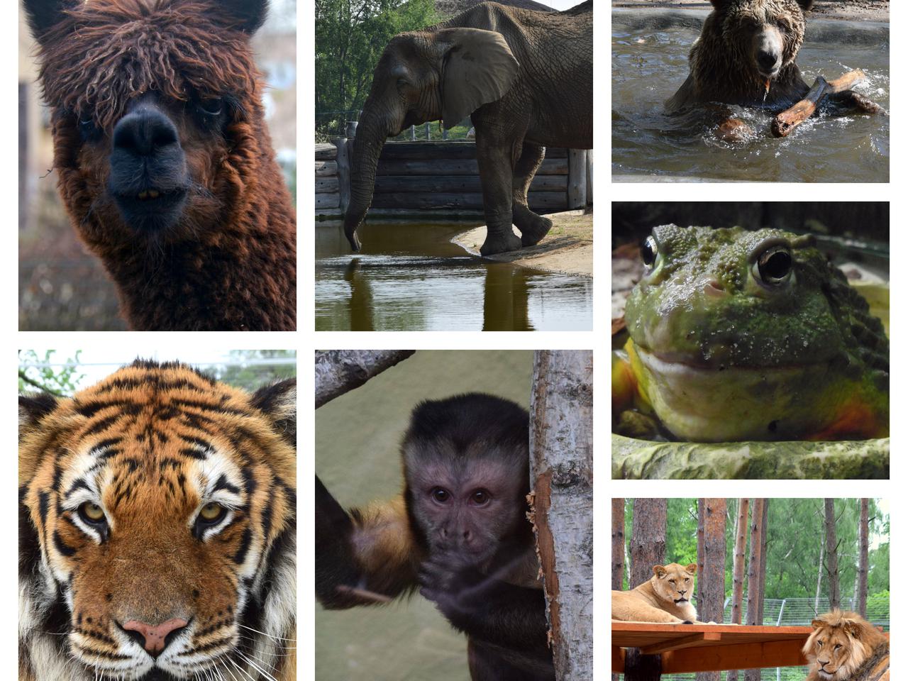 Jak dobrze znasz zwierzęta z poznańskiego ZOO? Znasz ich imiona? [WIELKI QUIZ]