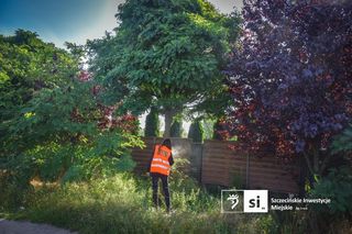 Drzewa do przesadzenia na północy Szczecina