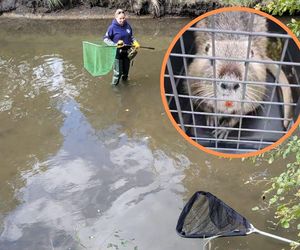 Nutrie w Rybniku są już odławiane. Jeden wybitny grubasek